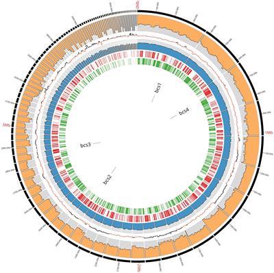 Exploring K2G30 Genome: A High Bacterial Cellulose Producing Strain in Glucose and Mannitol Based Media